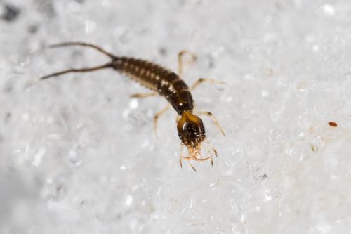 Nebriinae