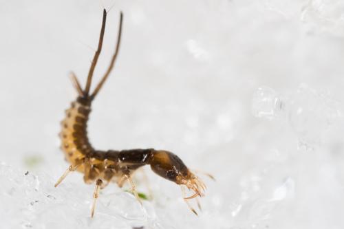 Nebriinae
