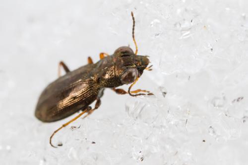 Réf. 200 003 : Notiophilus rufipes