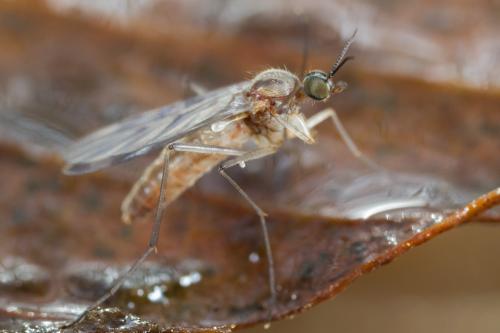 Sylvicola sp.