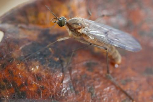 Sylvicola sp.