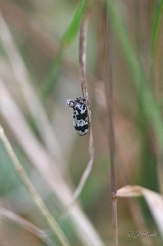 Réf. 200 702 : Campopleginae inconnu