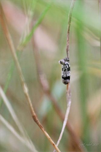 Réf. 200 703 : Campopleginae inconnu