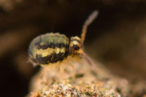 Réf. 200 476 : Sminthurinus elegans