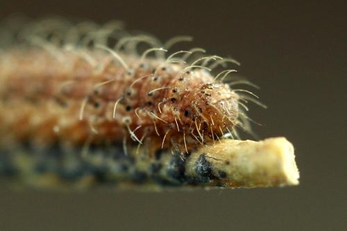 Hoplodrina sp.