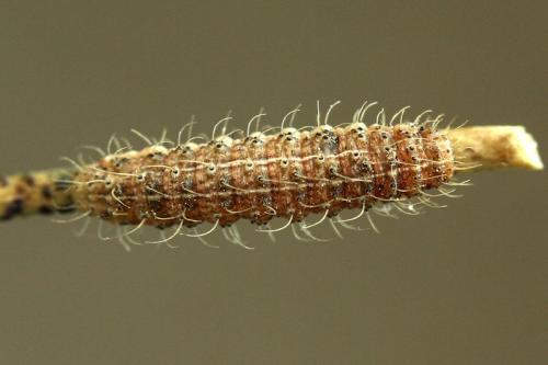 Réf. 200 032 : Hoplodrina sp.