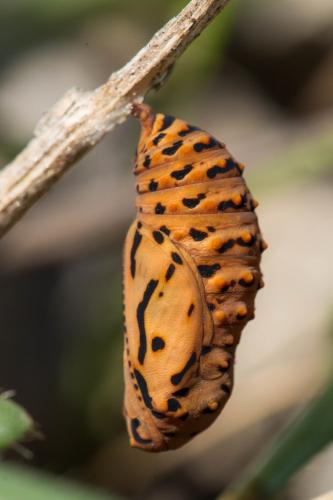 Réf. 200 259 : Euphydryas aurinia