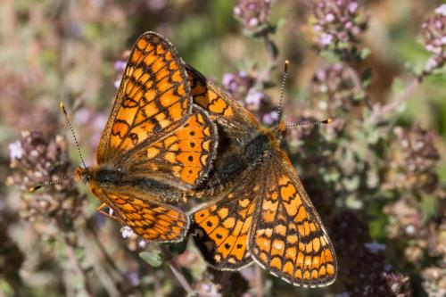 Réf. 200 260 : Euphydryas aurinia