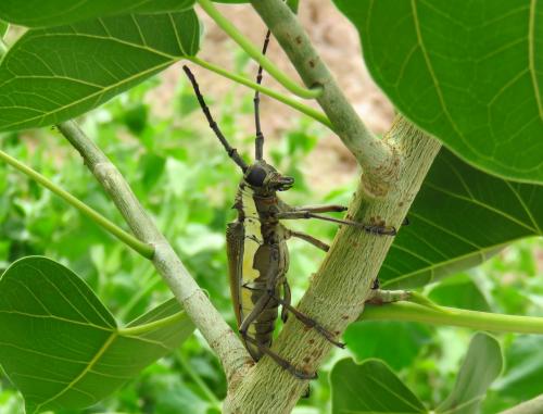 Réf. 200 938 : Batocera sp.