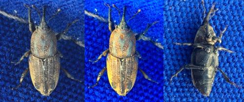 Réf. 200 609 : Sphenophorus placidus vestitus
