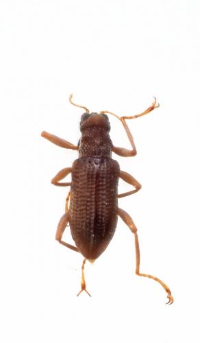 Leptelmis sp.