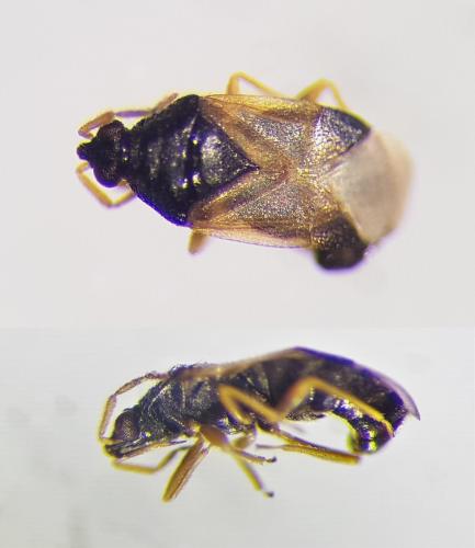 Orius sp.