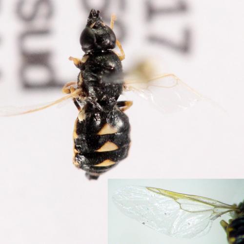 Nemotelus uliginosus