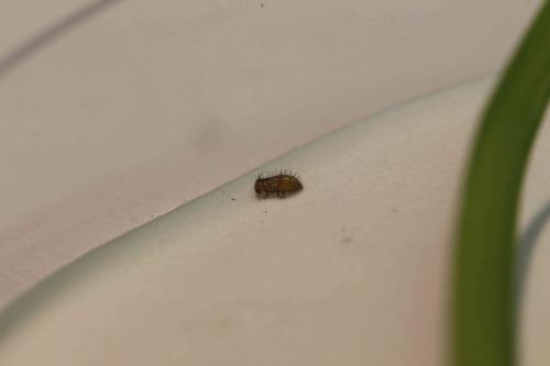 Chrysolina bankii