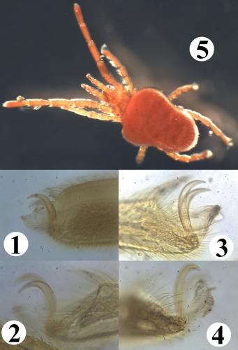 Réf. 200 830 : Allothrombium pergrande