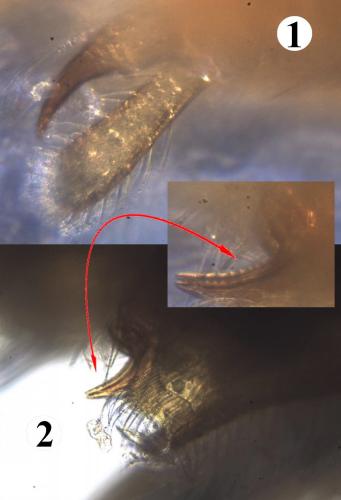 Réf. 200 831 : Allothrombium pergrande