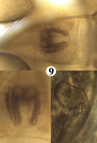 Réf. 200 841 : Allothrombium pergrande