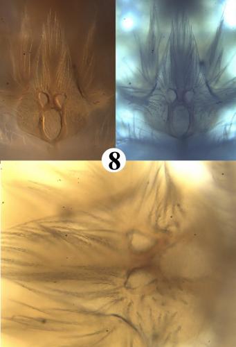 Réf. 200 834 : Allothrombium pergrande