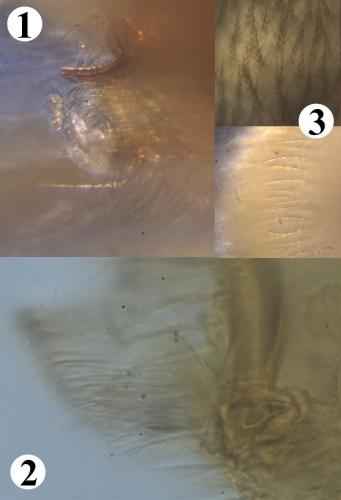 Réf. 200 832 : Allothrombium pergrande