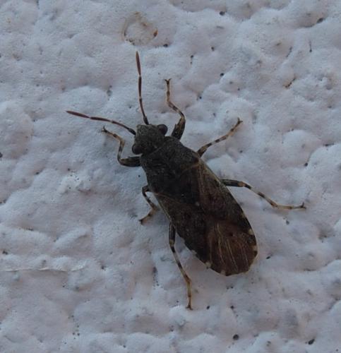 Heterogaster urticae