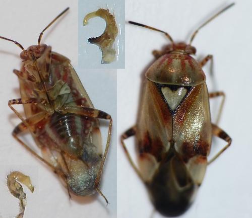 Lygus pratensis