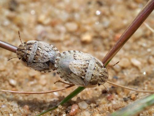 Menaccarus arenicola