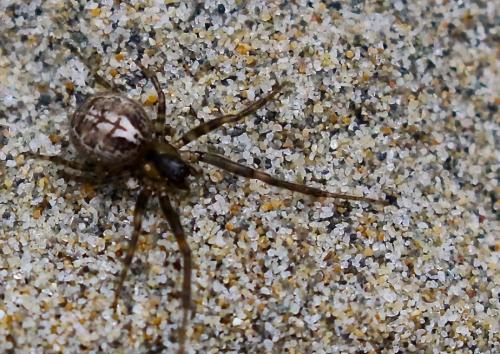 Zygiella sp.