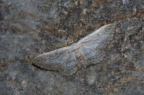 Réf. 200 537 : Idaea calunetaria