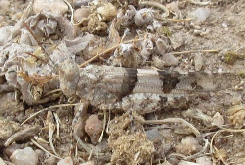 Oedipoda sp.