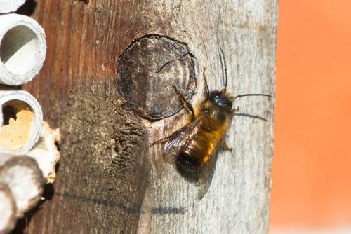 Réf. 200 884 : Osmia bicornis