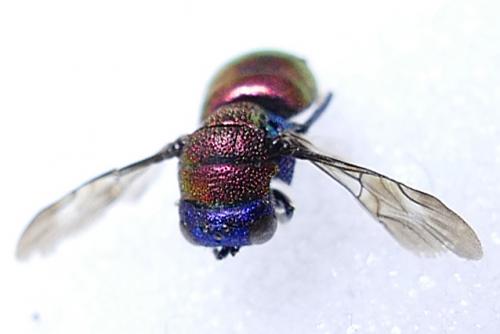 Holopyga sp.