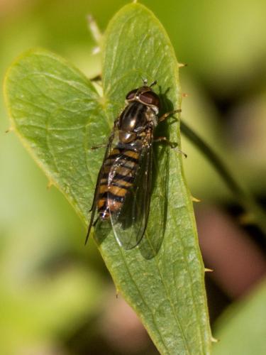 Episyrphus balteatus