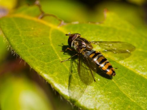 Episyrphus balteatus