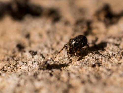 Réf. 200 692 : Enoplognatha mandibularis