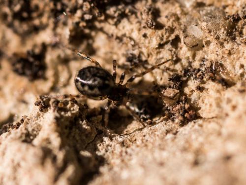 Réf. 200 693 : Enoplognatha mandibularis