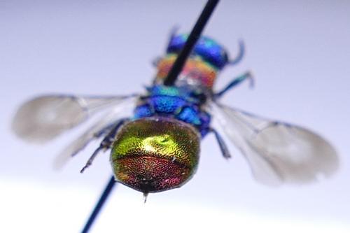 Hedychrum aureicolle niemelai