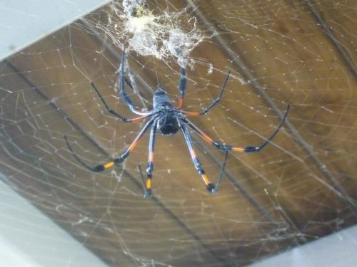Réf. 200 904 : Trichonephila inaurata