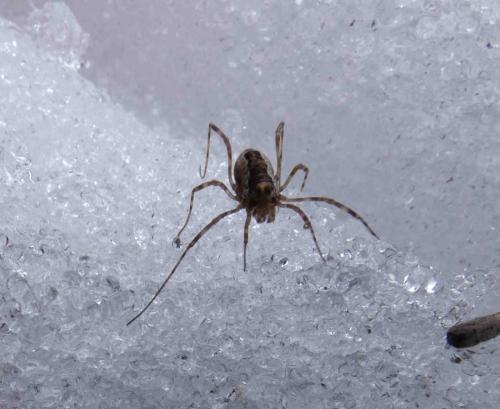 Réf. 200 838 : Platybunus sp.