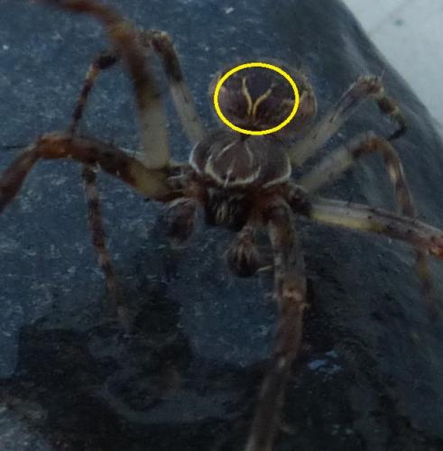 Réf. 200 268 : Larinioides patagiatus