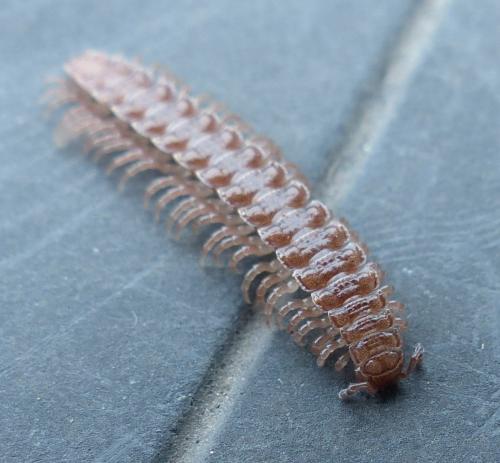 Réf. 200 074 : Polydesmus angustus