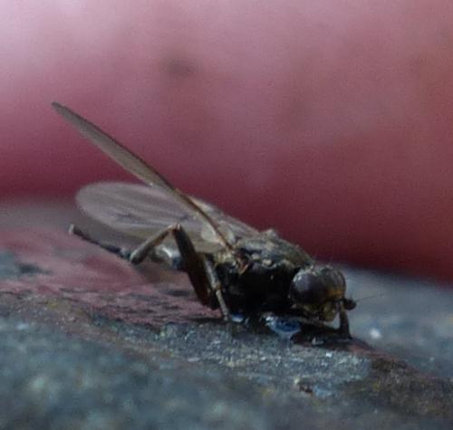 Copromyza sp.