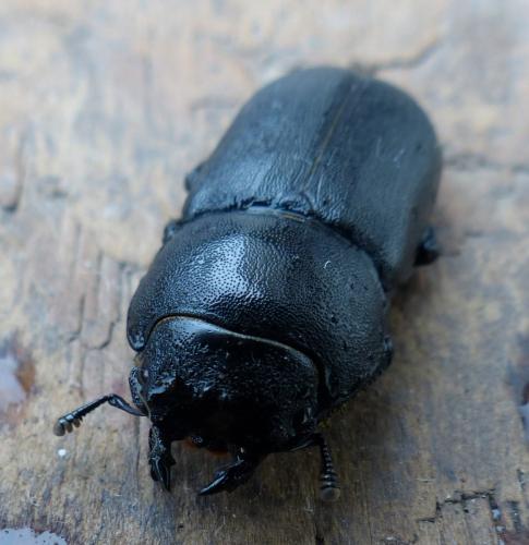 Réf. 200 044 : Dorcus parallelipipedus