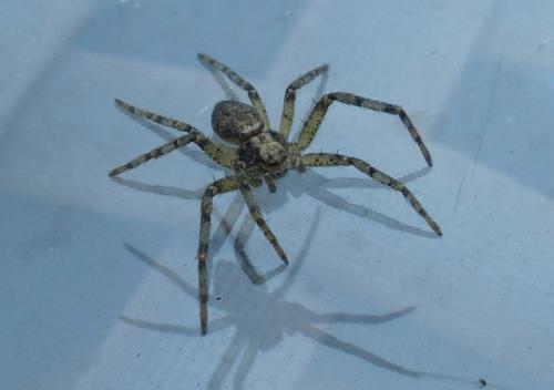 Philodromus sp.