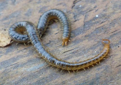 Henia vesuviana