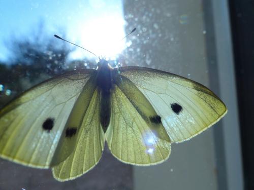 Pieris rapae