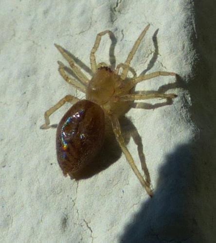 Réf. 200 143 : Clubiona comta