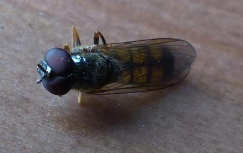 Melanostoma mellinum