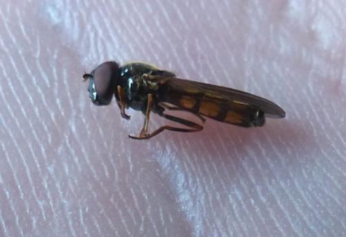 Melanostoma mellinum