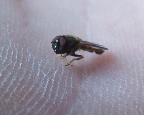 Melanostoma mellinum