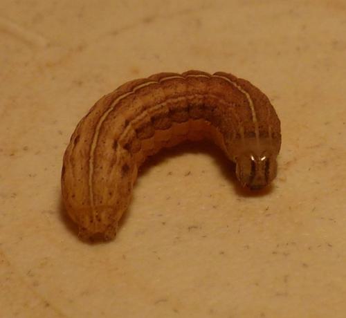 Réf. 200 223 : Xestia xanthographa